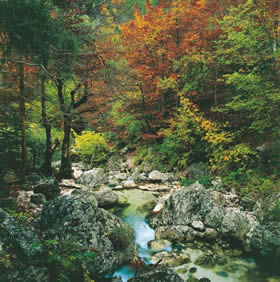 Parco Nazionale d'Abruzzo - the Camosciara beech wood, awil spot with caves, streams, rivers and waterfalls - Abruzzo - Credit - De Agostini Picture Library.jpg